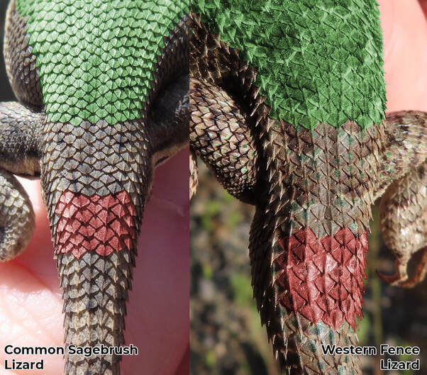 Back scale comparison between Western Fence Lizard and Common Sagebrush Lizard