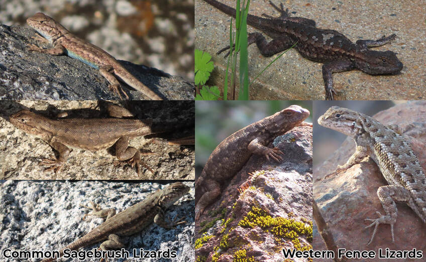Sagebrush and Fence Lizards with black markings in front of the forelimb