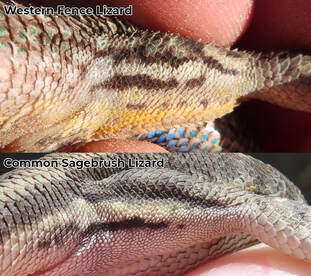 Thigh scale comparison between Western Fence Lizard and Common Sagebrush Lizard