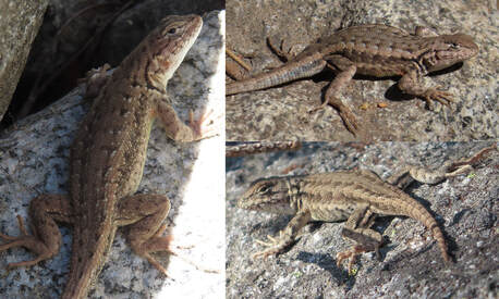 Typically-patterned Common Sagebrush Lizards