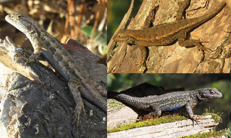 Typically-patterned Western Fence Lizards