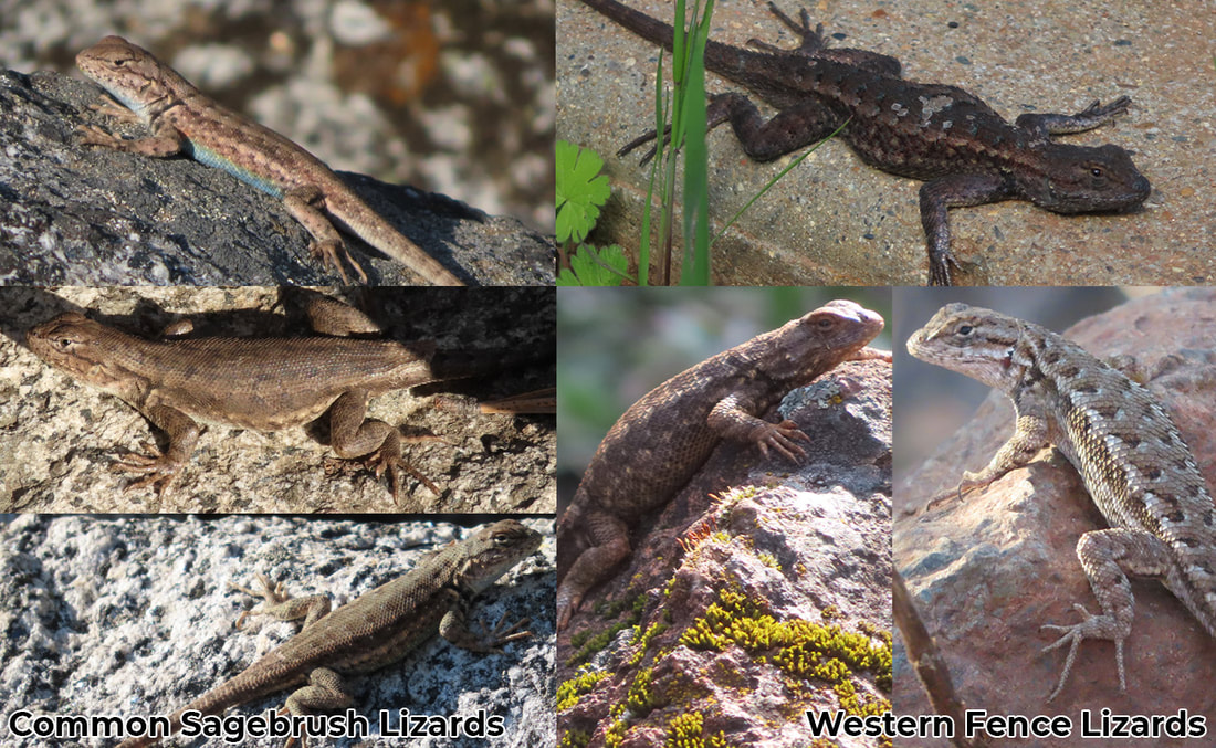Identifying Western Fence Lizards and Common Sagebrush Lizards - NCHS -  Northern California Herpetological Society