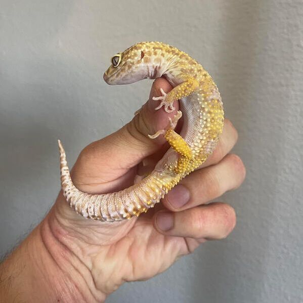 Man holds Leopard Gecko in hand.
