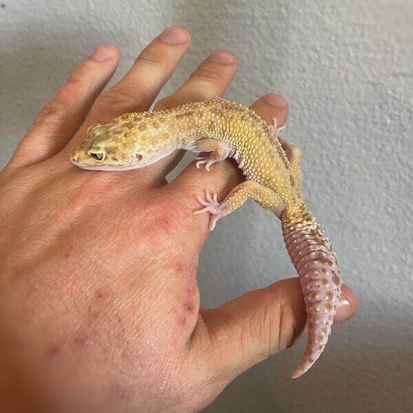Leopard gecko on a man's hand