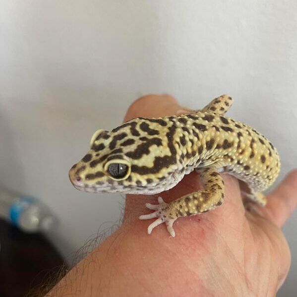 Leopard Gecko sitting on man's hand 