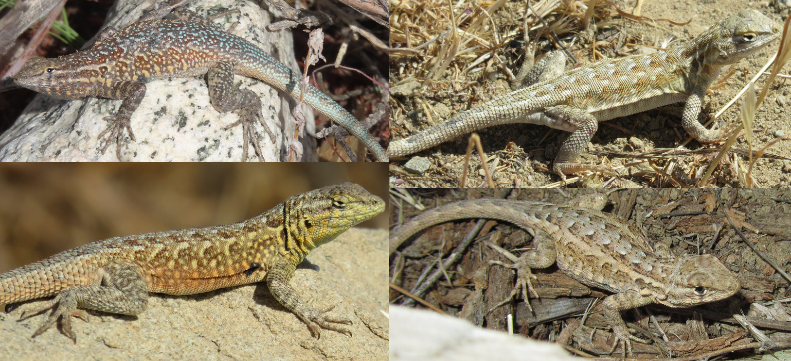 Common Side-Blotched Lizards