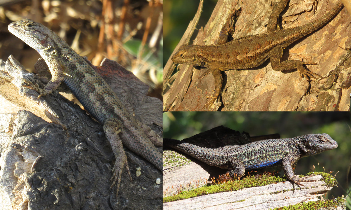 Identifying Western Fence Lizards and Common Sagebrush Lizards