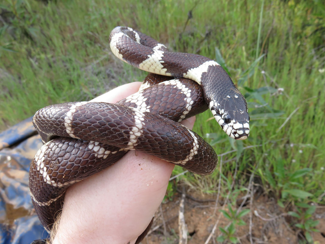 Living with Wild Snakes - NCHS - Northern California Herpetological Society